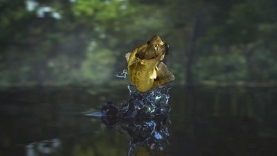 Fishing Planet Fishing Planet